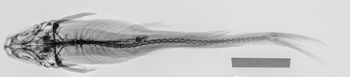 Media type: image;   Ichthyology 4947 Description: xray;  Aspect: dorsal